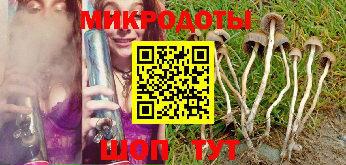 Псилоцибиновые грибы Psilocybe Ивантеевка